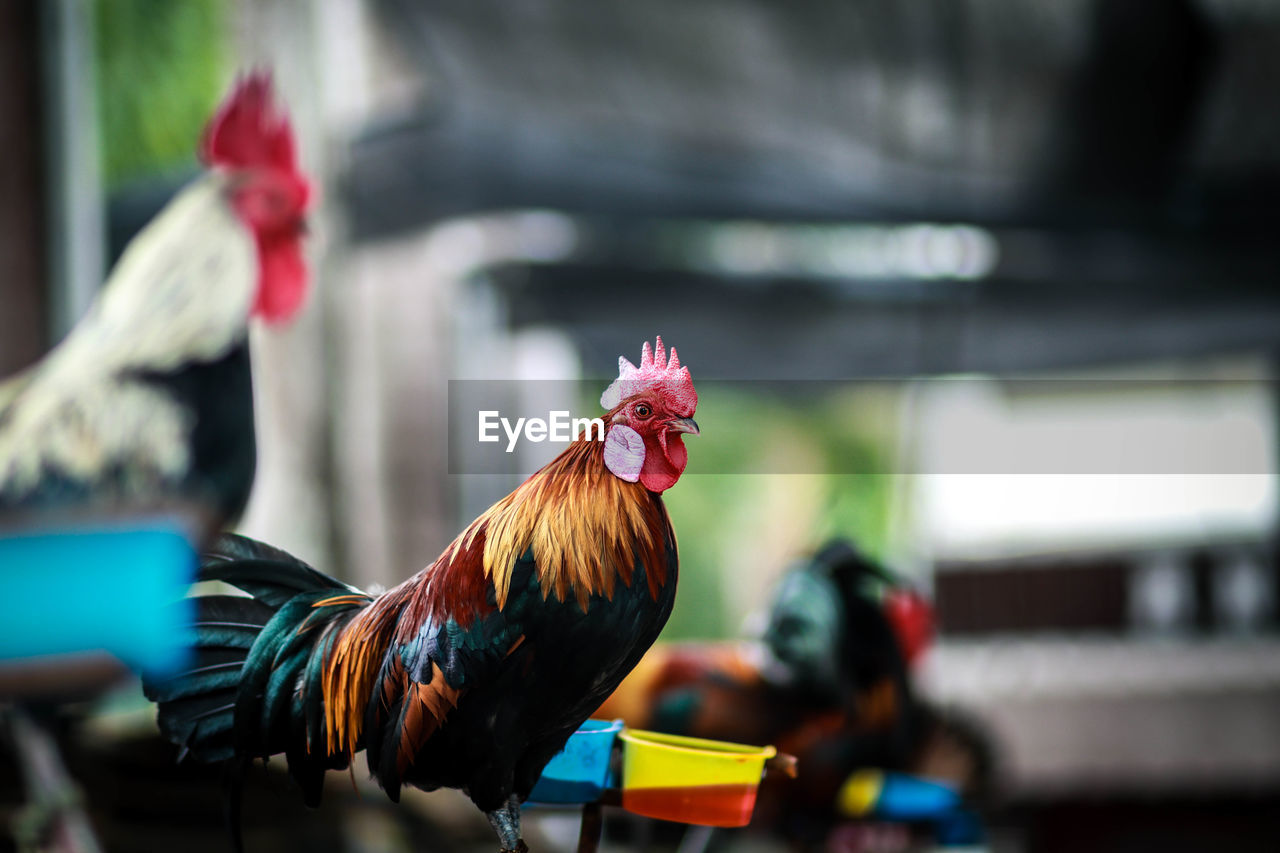 CLOSE-UP OF ROOSTER AGAINST BLURRED MOTION