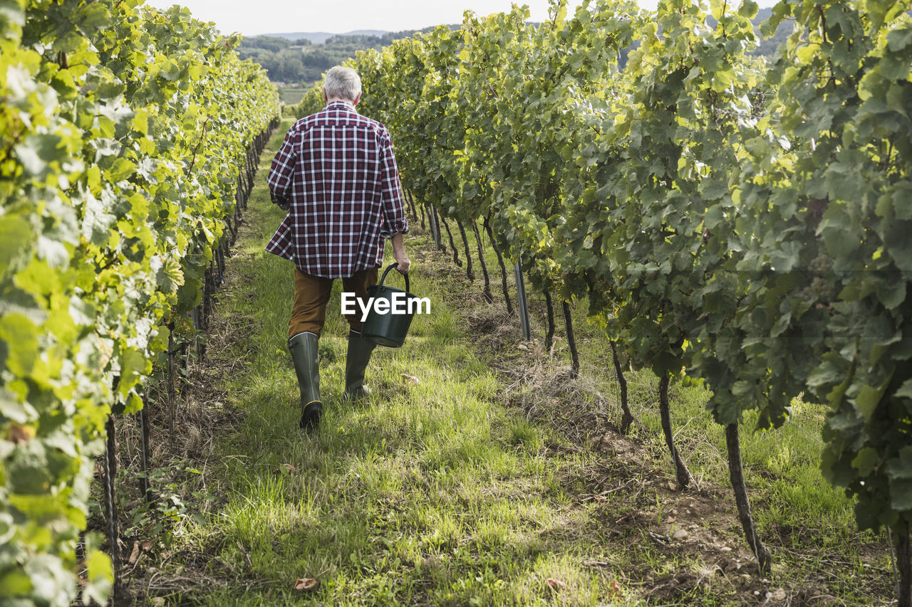 Farmer with bucket walking amidst vineyard