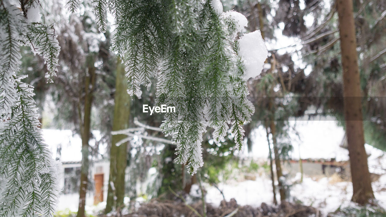 CLOSE-UP OF SNOW COVERED PINE TREE