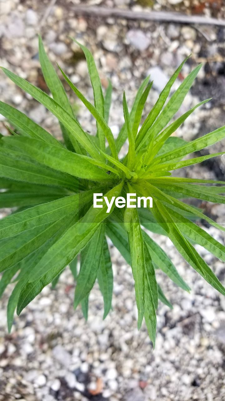 HIGH ANGLE VIEW OF PLANTS GROWING ON FIELD