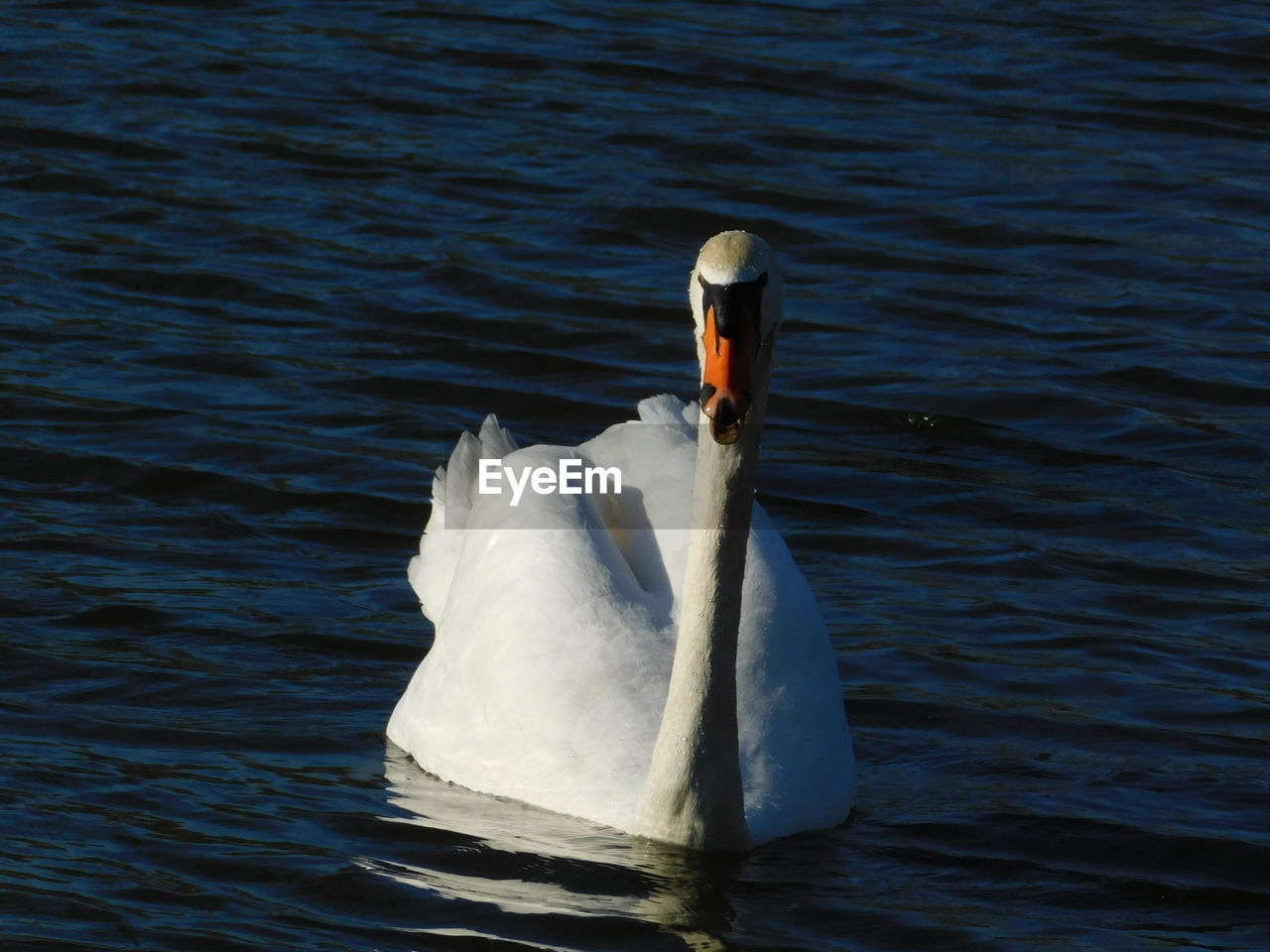 VIEW OF SWAN IN LAKE