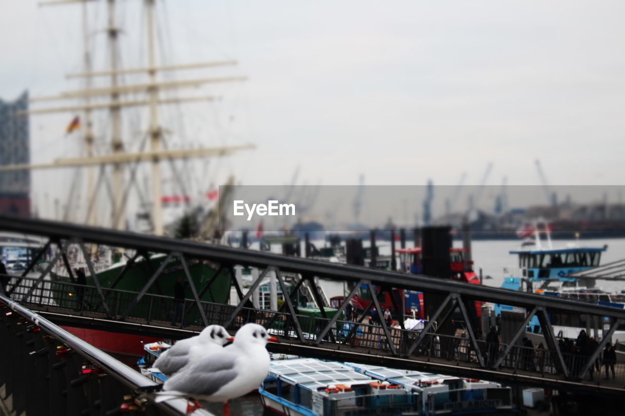 Close-up of seagull perching on harbor