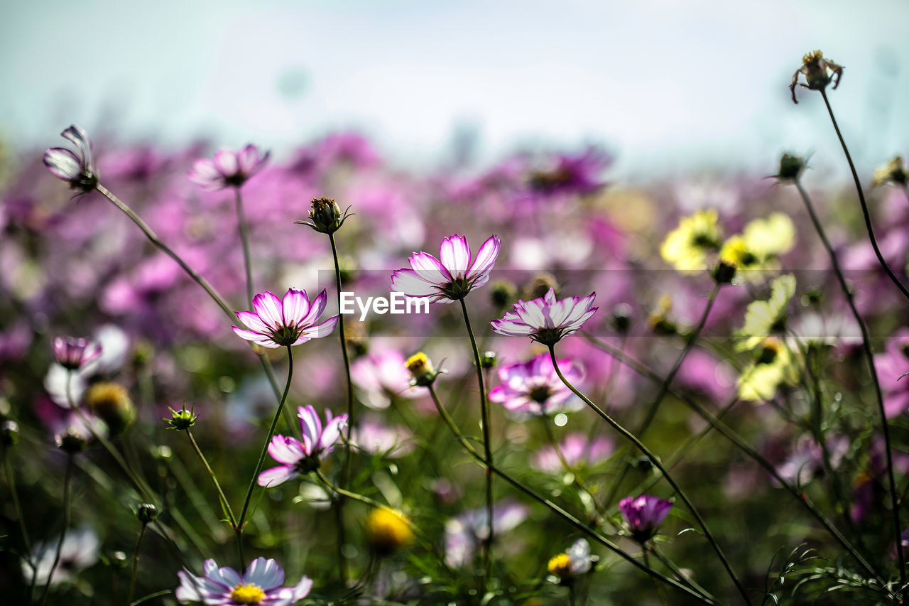 Close-up of pink cosmos flowers on field