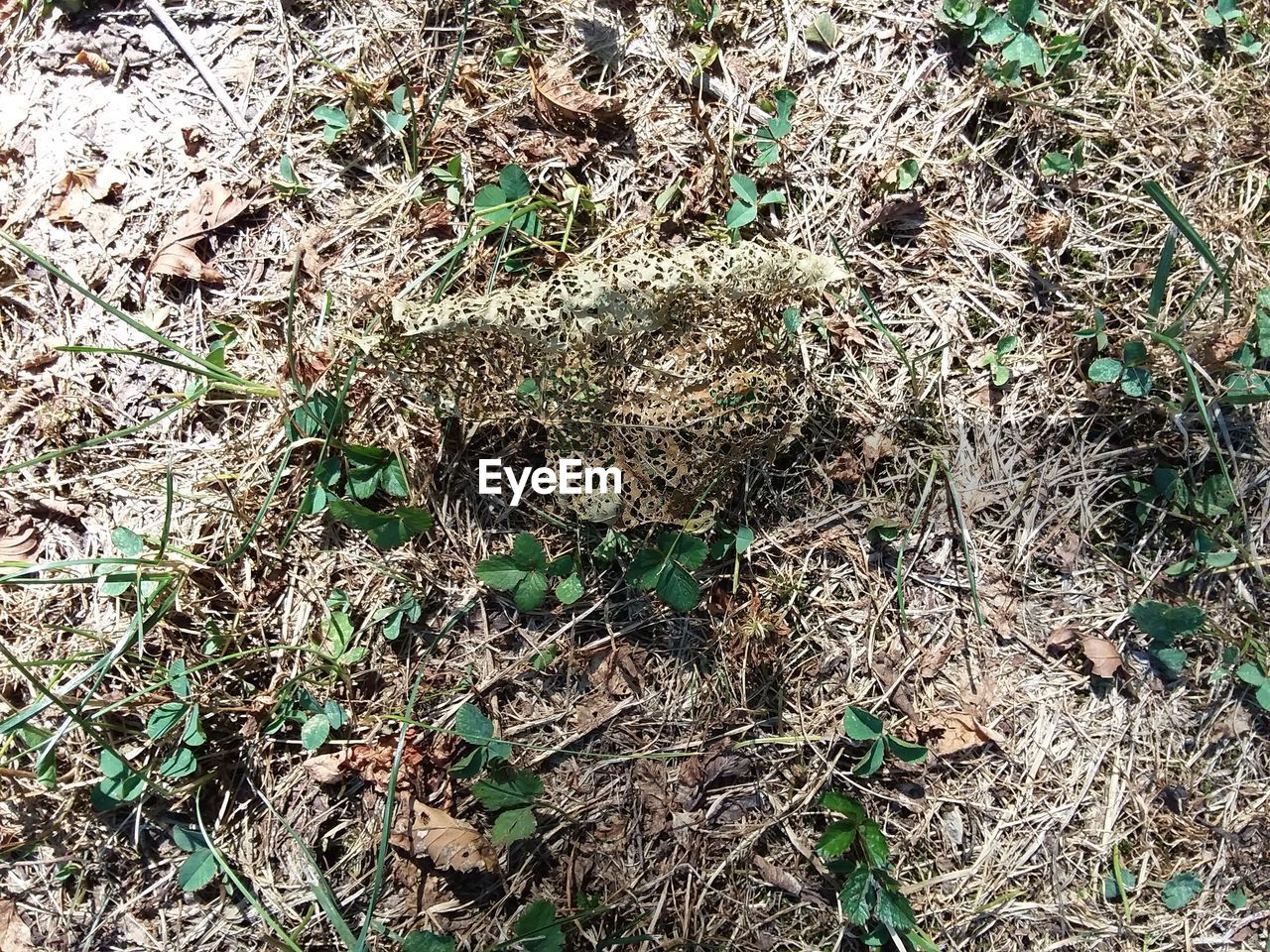 FULL FRAME SHOT OF DRY PLANTS ON FIELD