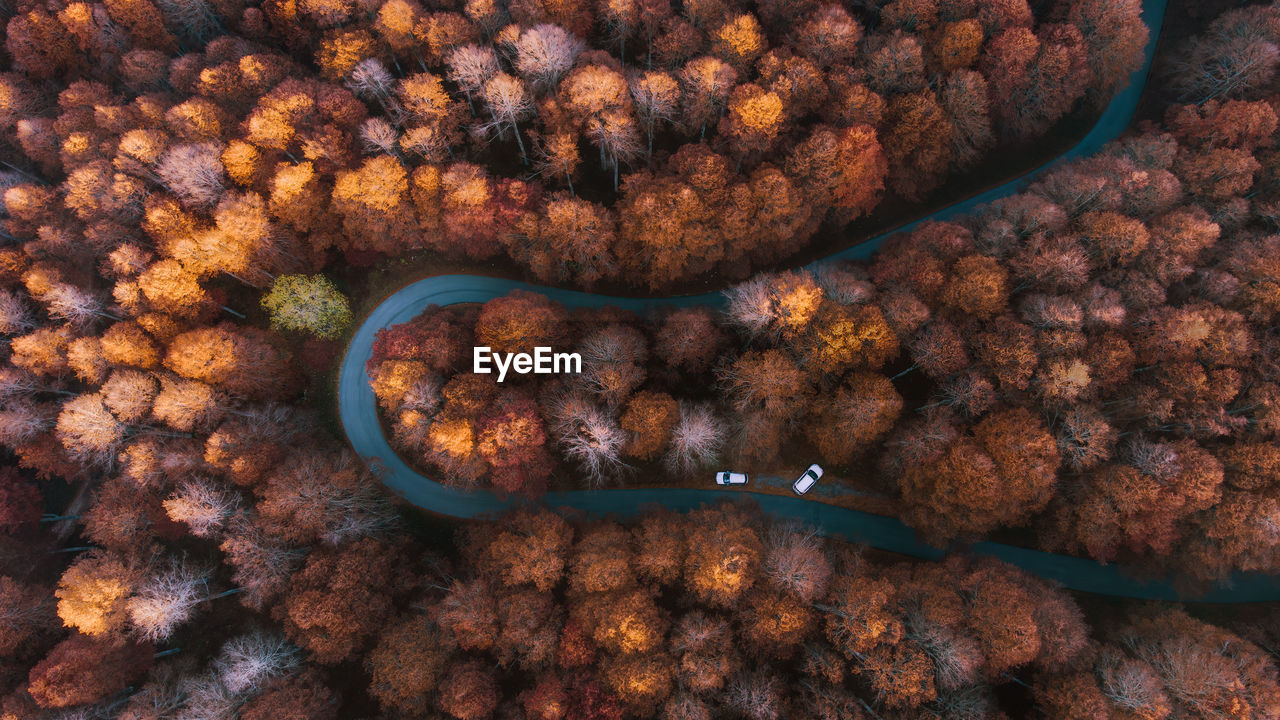 Aerial view of a road in the cansiglio forest, veneto, italy,  in autumn foliage during sunset