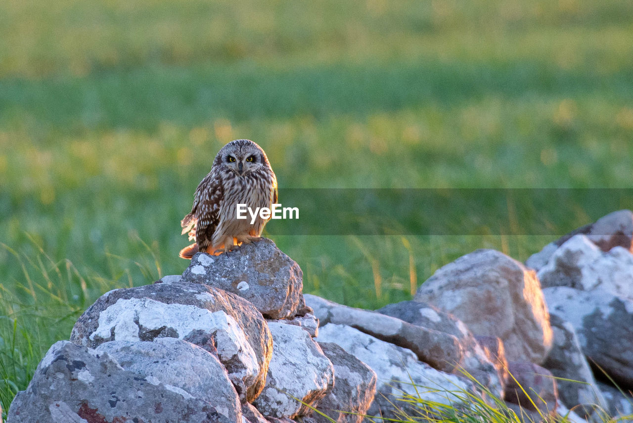 BIRD PERCHING ON ROCK