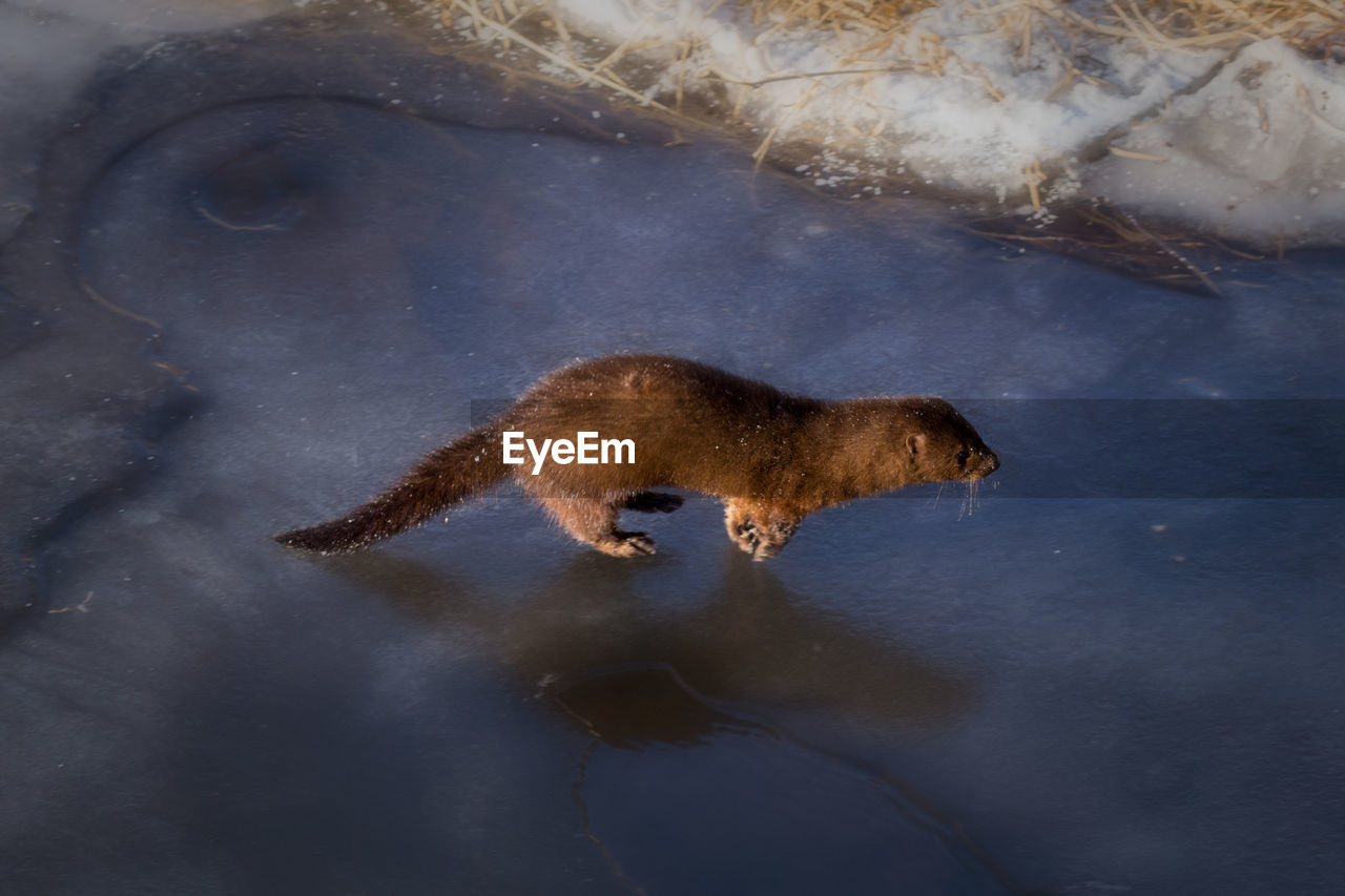 HIGH ANGLE VIEW OF DUCK IN LAKE