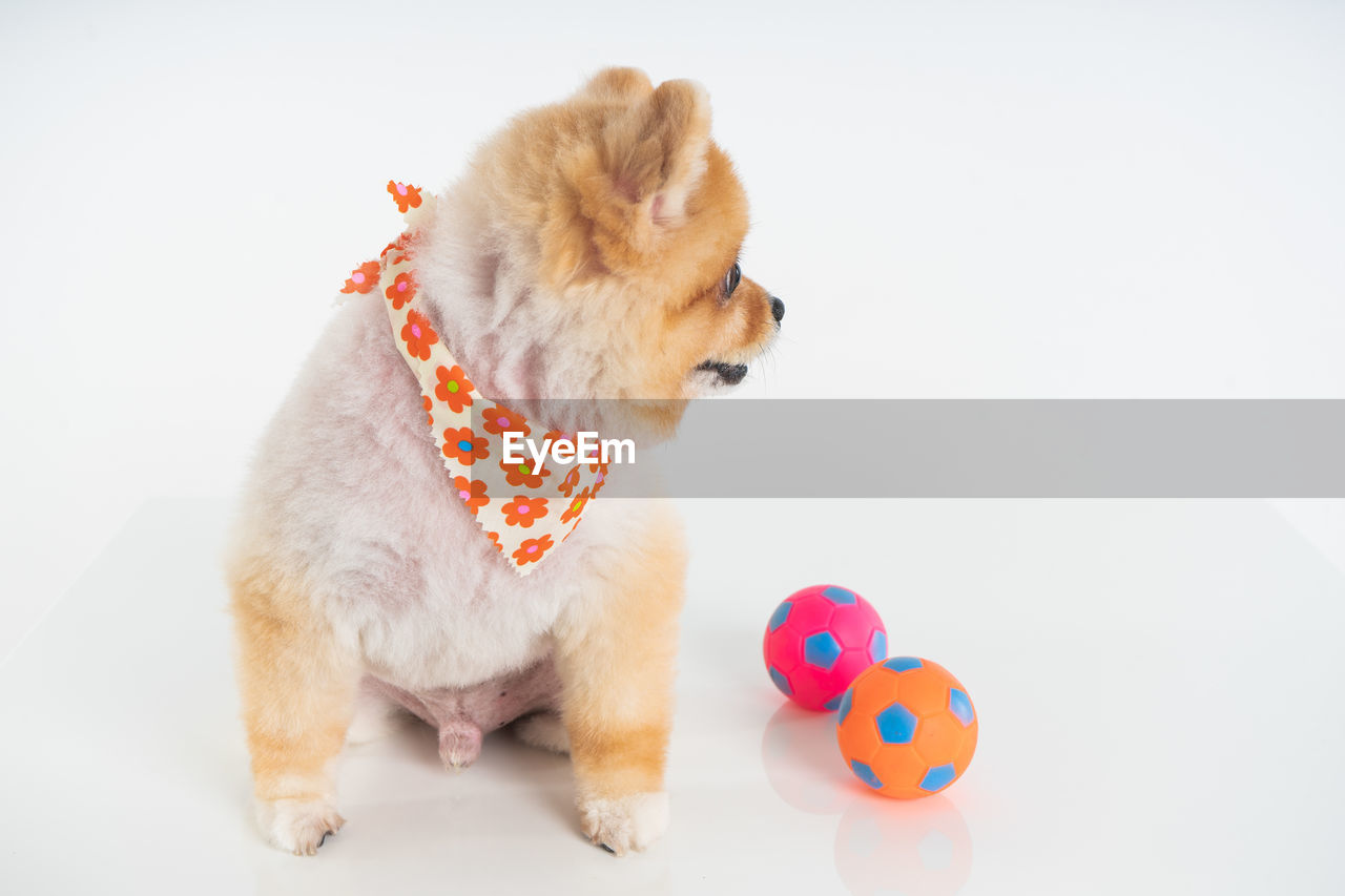 Isolated closeup portrait pomeranian dog smiling with funny face on the white background. 