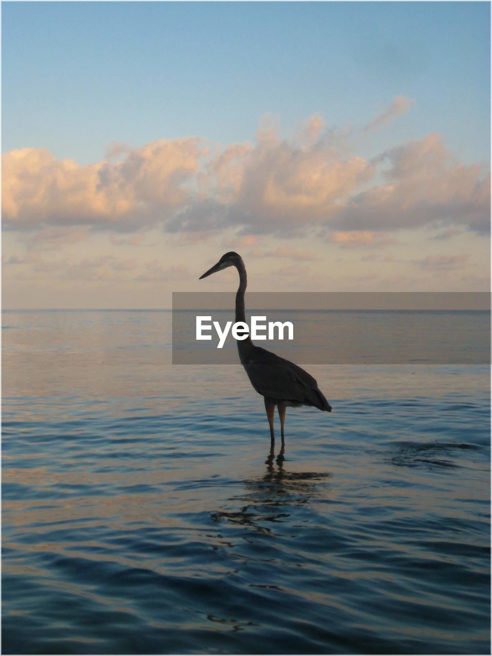 Gray heron on shoreline at sunrise