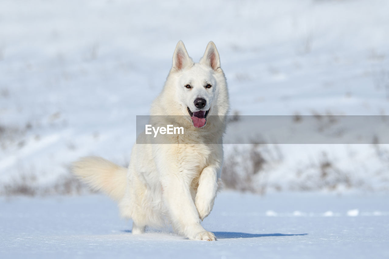 White swiss shepherd dog running on snow in winter time