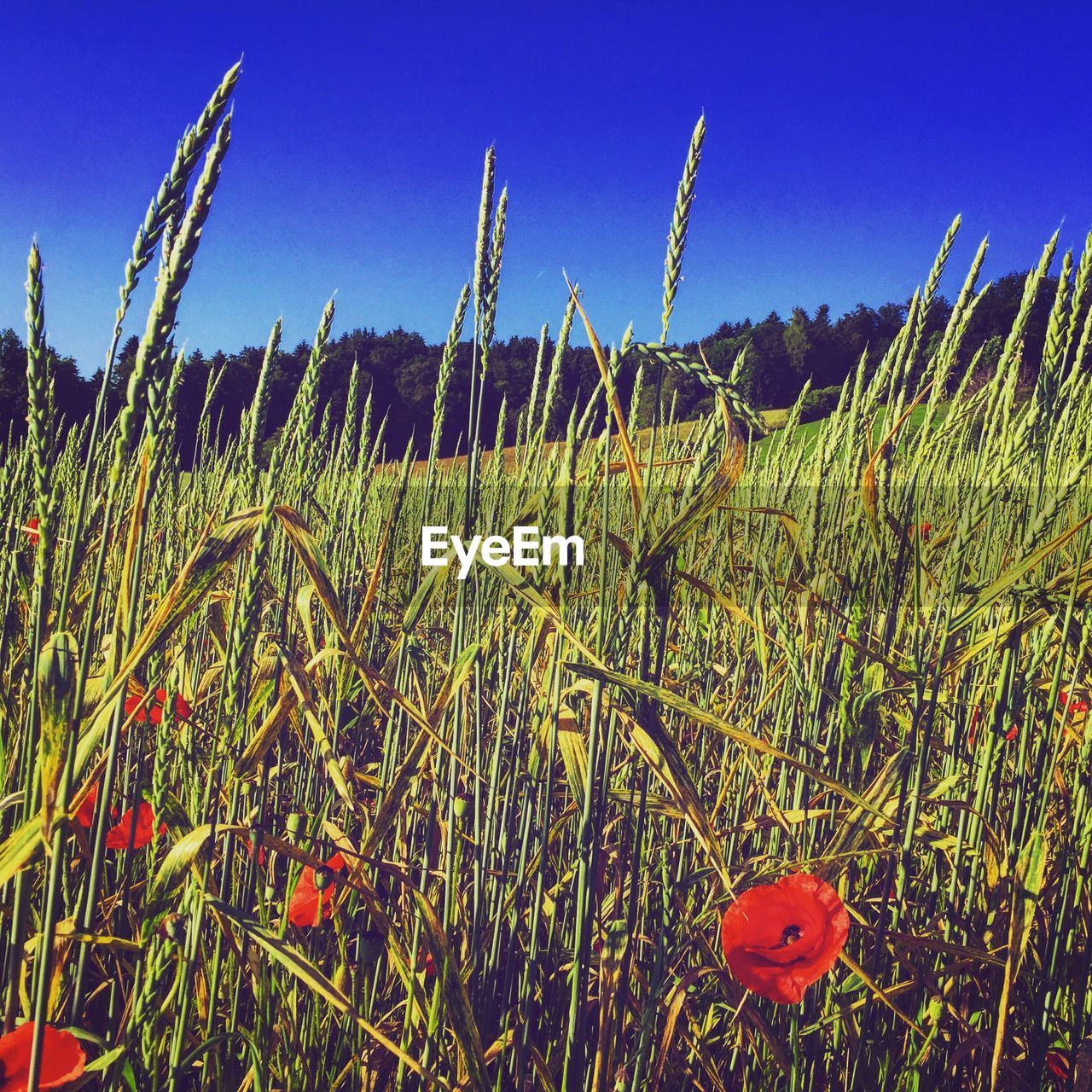 PLANTS GROWING ON FIELD AGAINST CLEAR BLUE SKY