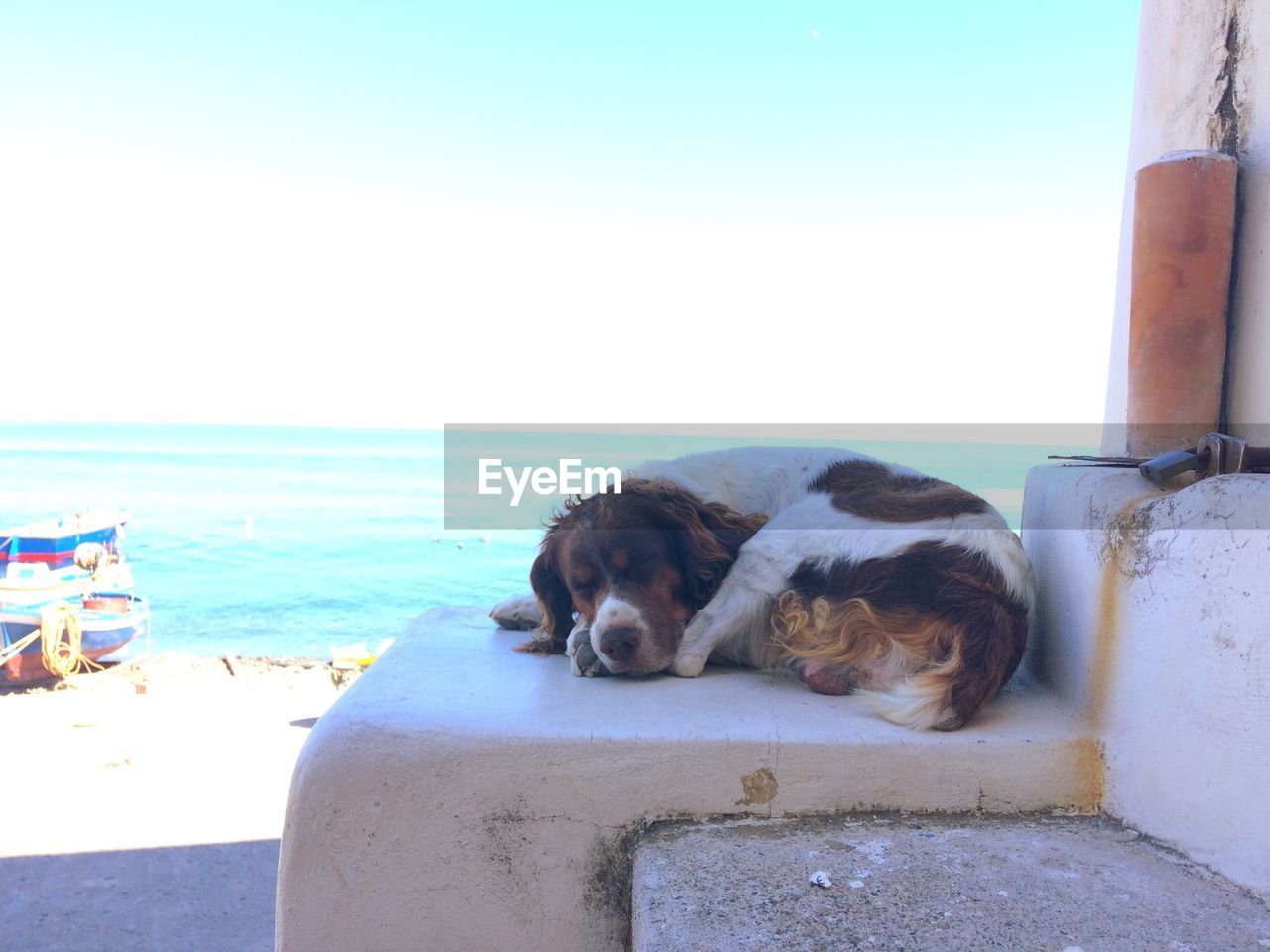 DOG SLEEPING ON SANDY BEACH