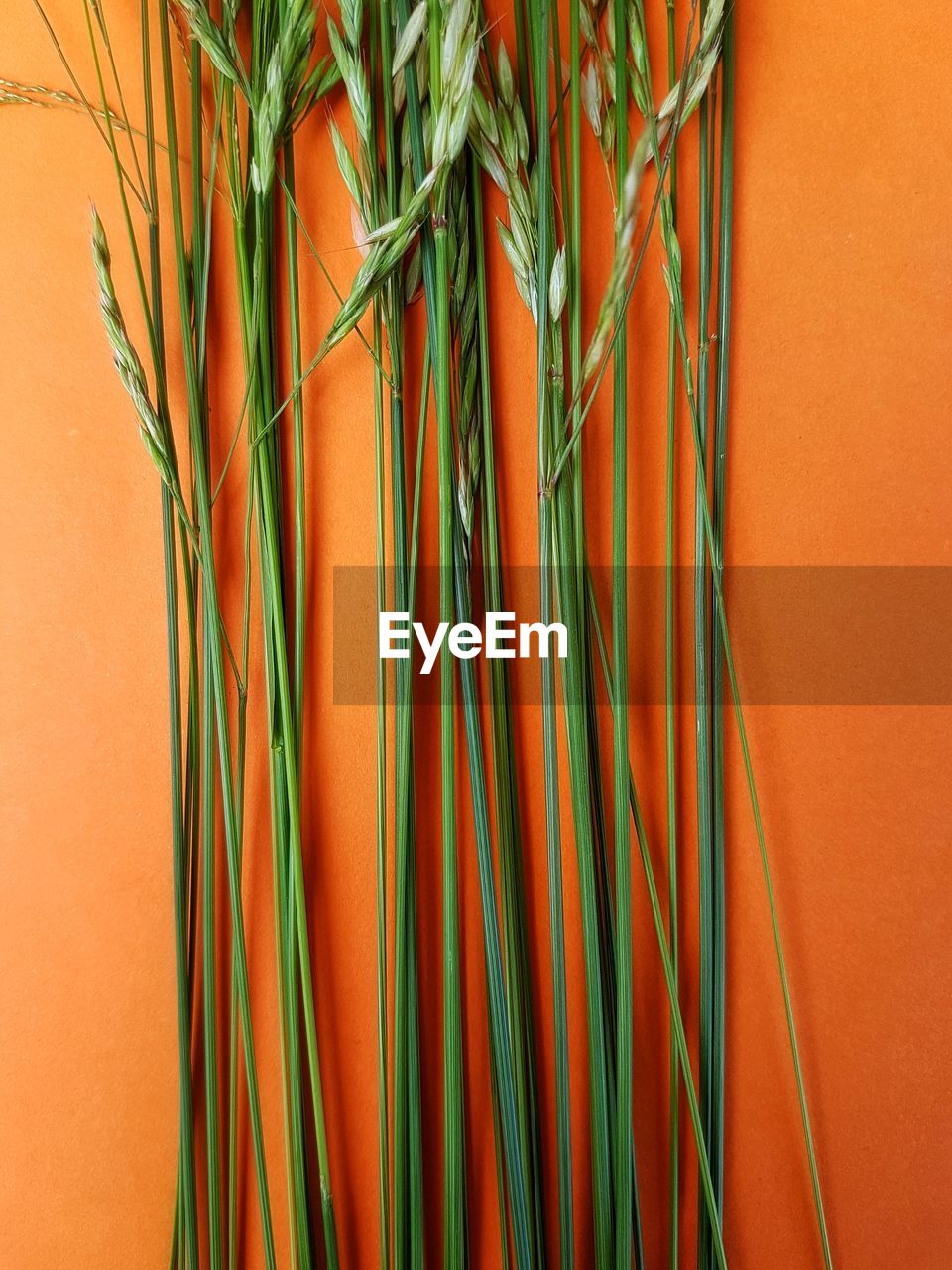 High angle view of wheat on orange background