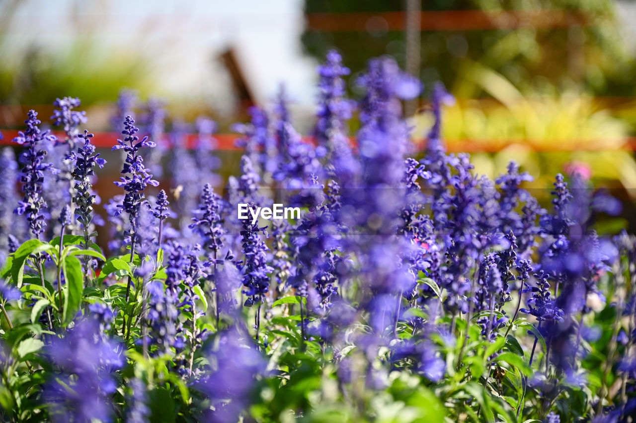 CLOSE-UP OF PURPLE FLOWERING PLANTS IN FIELD