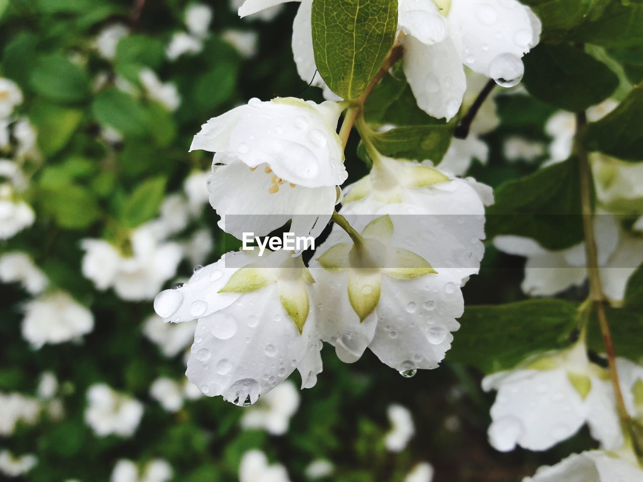 CLOSE-UP OF WHITE ROSE FLOWERS BLOOMING OUTDOORS