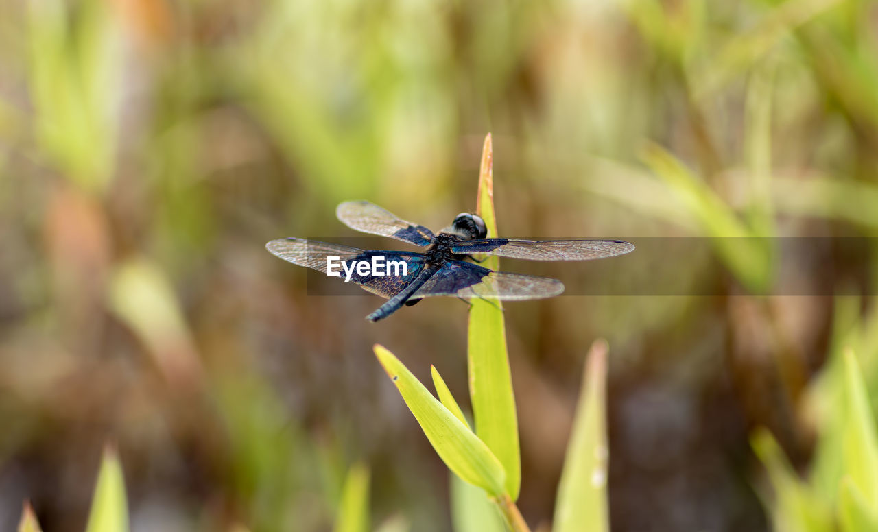 CLOSE-UP OF INSECT ON LEAF