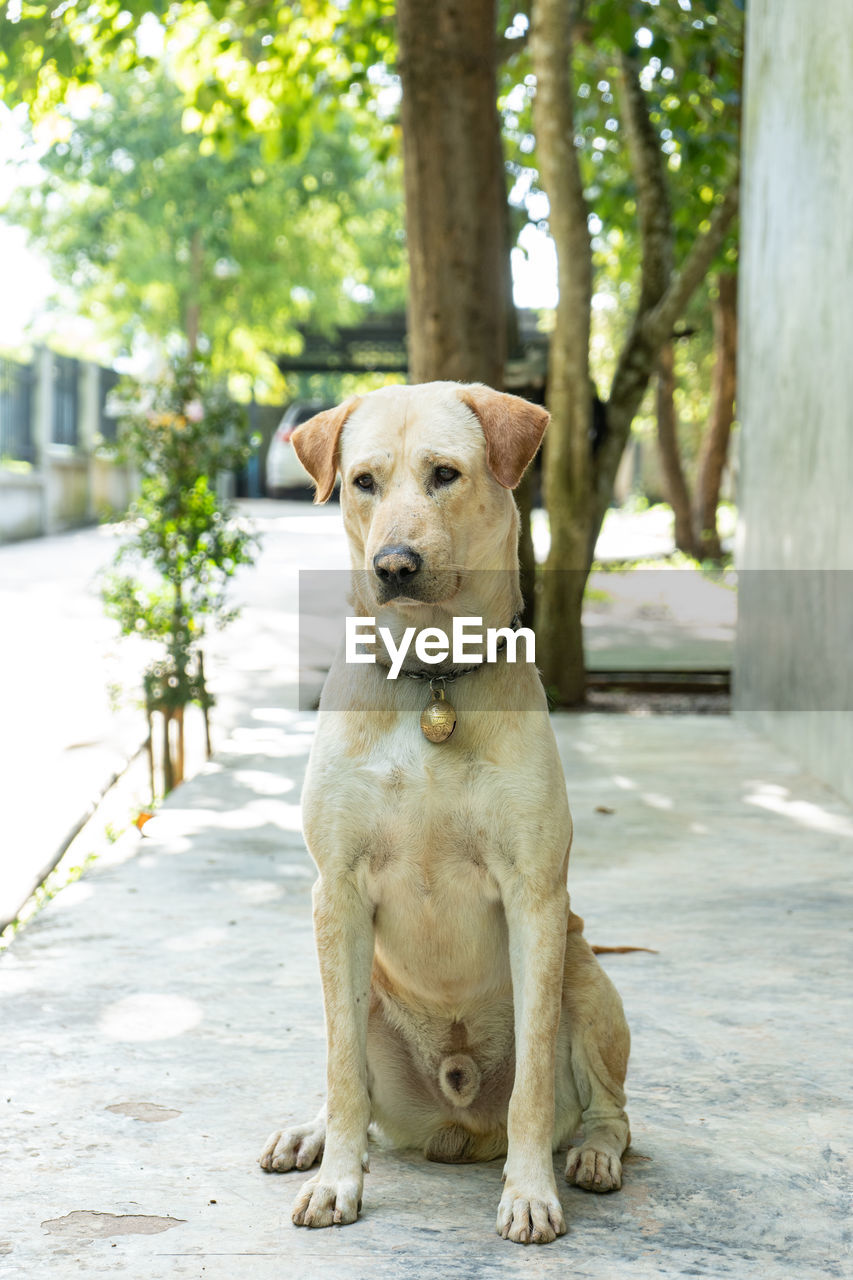 Portrait of dog sitting on tree