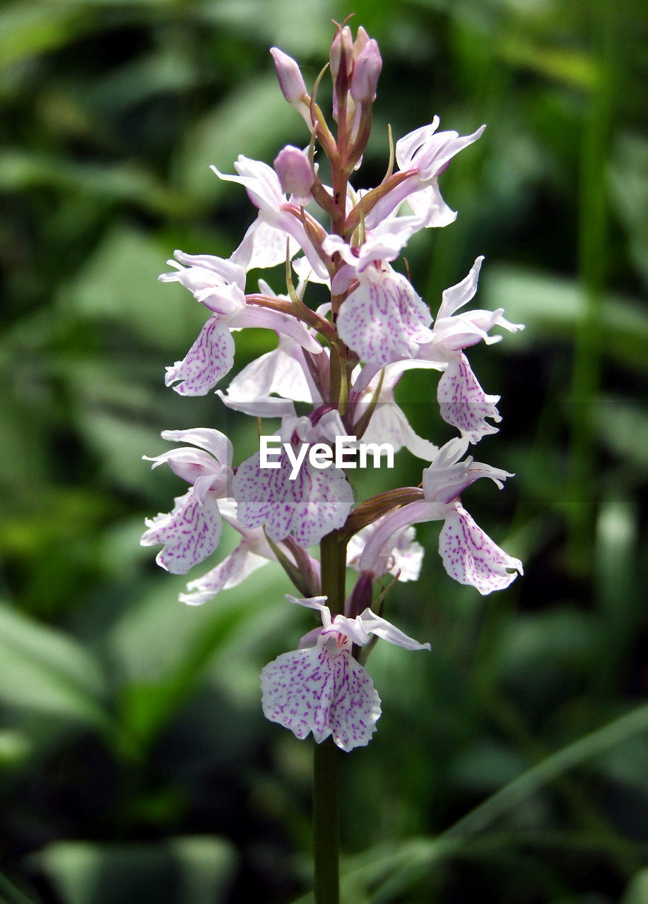 CLOSE-UP OF PURPLE FLOWER