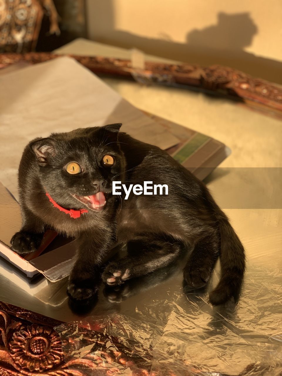 HIGH ANGLE PORTRAIT OF A CAT WITH BLACK