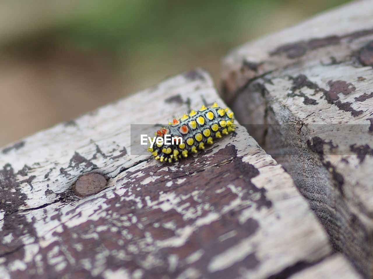 CLOSE-UP OF YELLOW BUTTERFLY ON WOOD