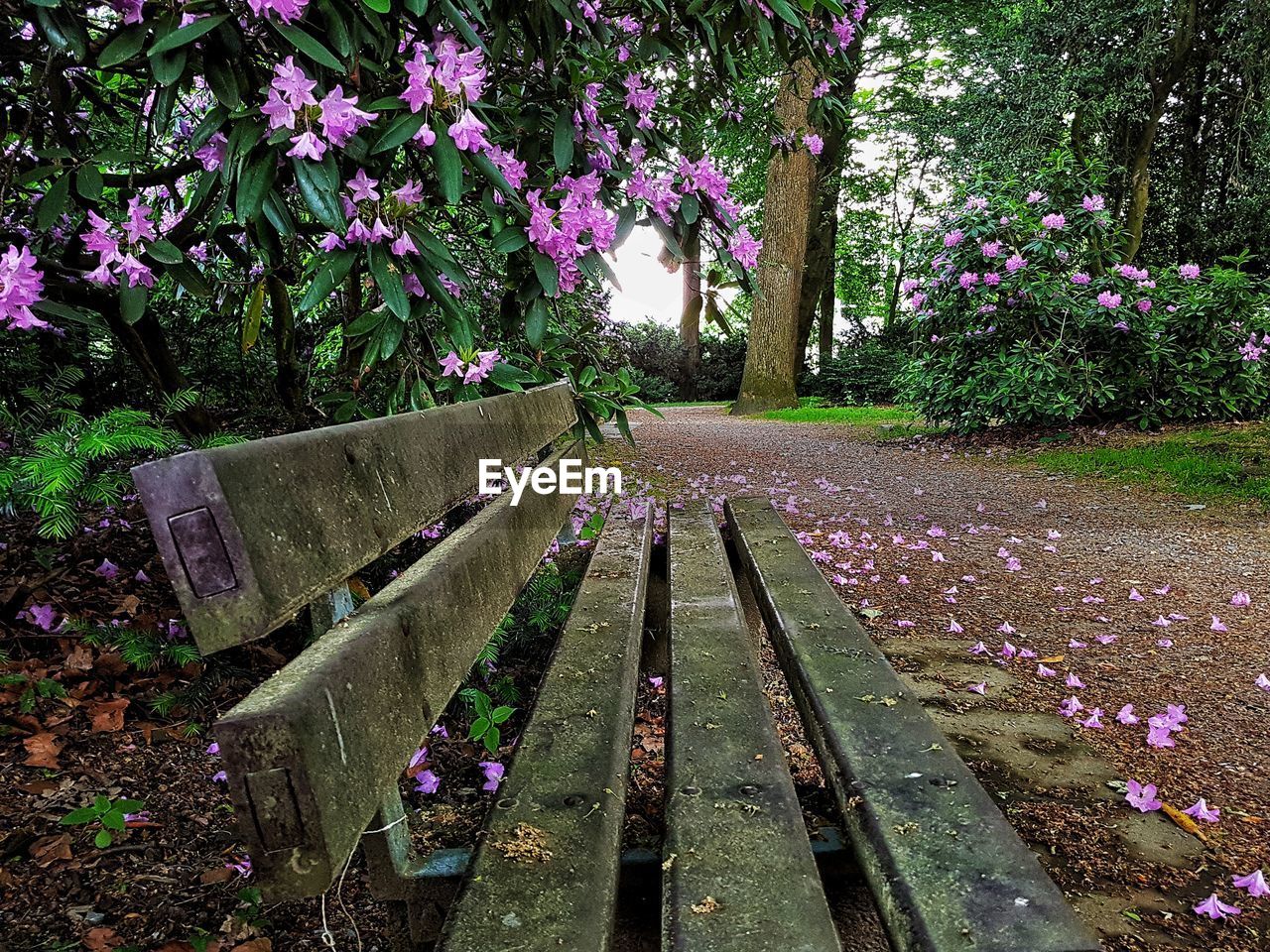 View of flowering plants in park