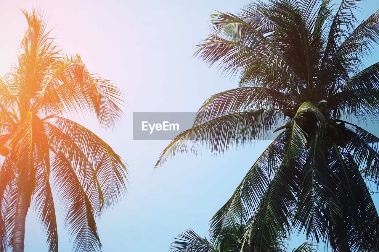 Low angle view of palm trees against clear sky