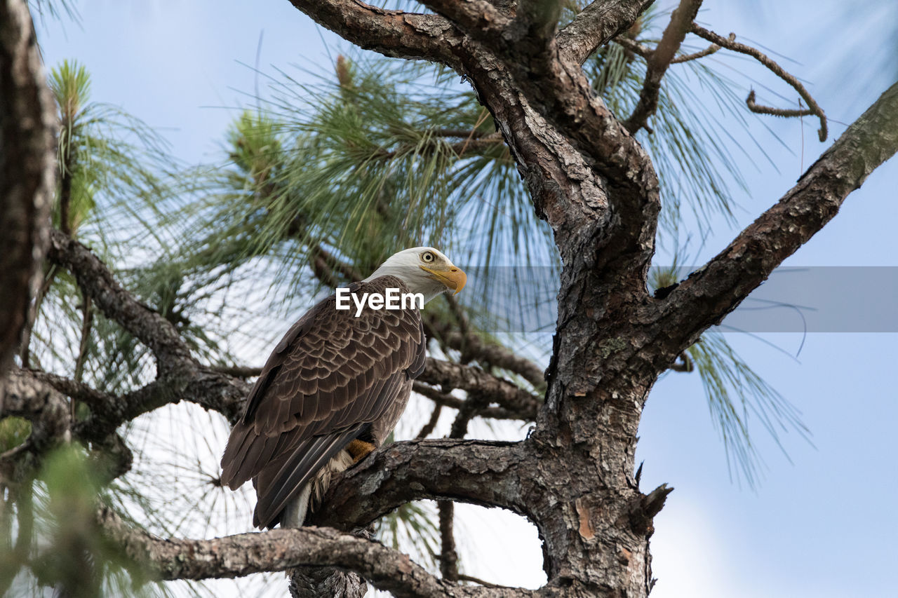 Bald eagle haliaeetus leucocephalus bird of prey perches on a cypress tree in fort myers, florida