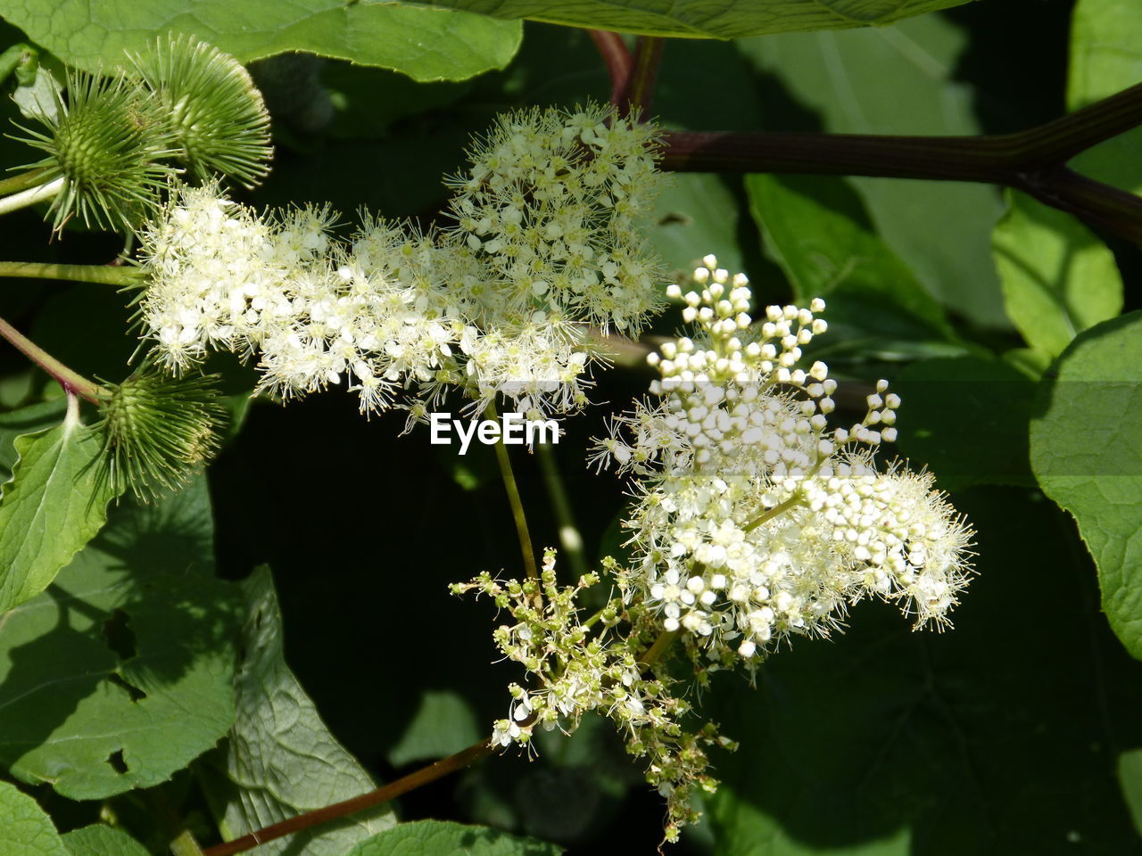 CLOSE-UP OF FLOWER TREE