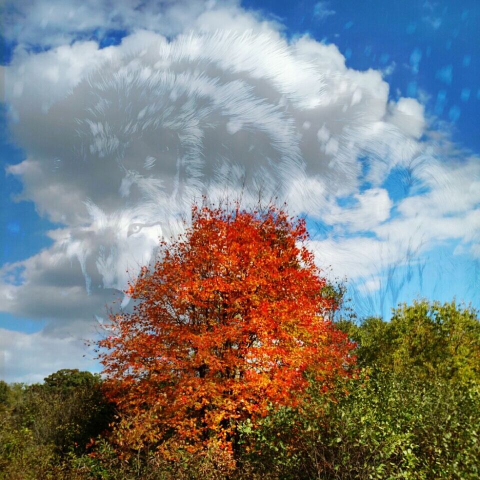 LOW ANGLE VIEW OF TREES AGAINST SKY