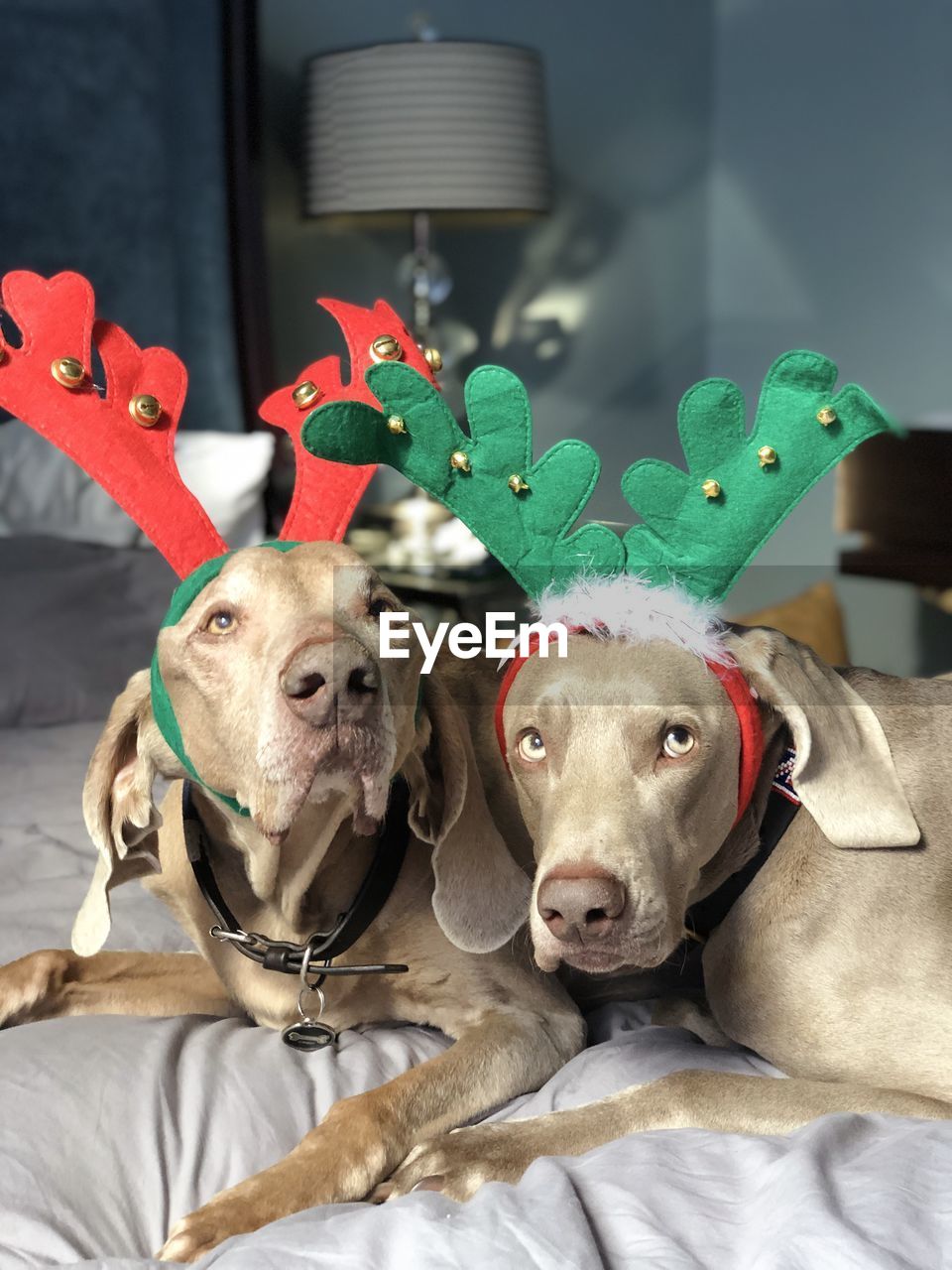 Weimaraneristmas