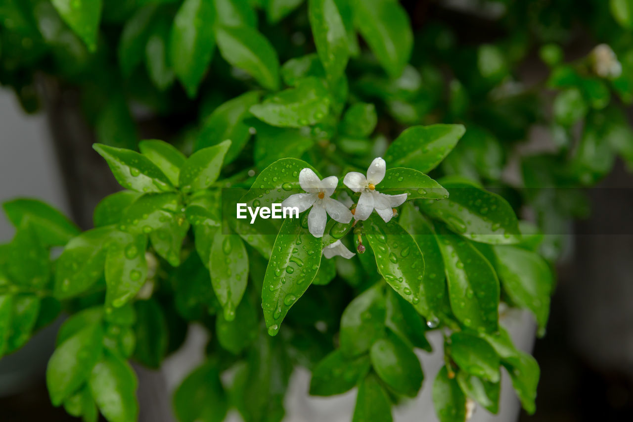 CLOSE-UP OF GREEN FLOWERING PLANT DURING RAINY SEASON