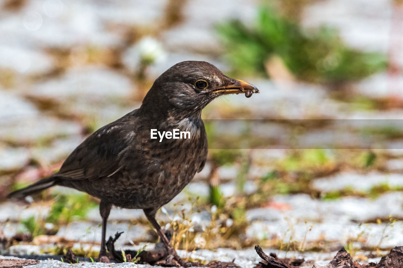 close-up of bird perching on branch