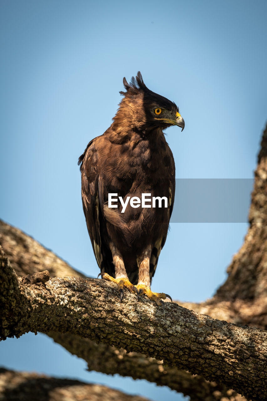 Long-crested eagle looks right from sunny branch