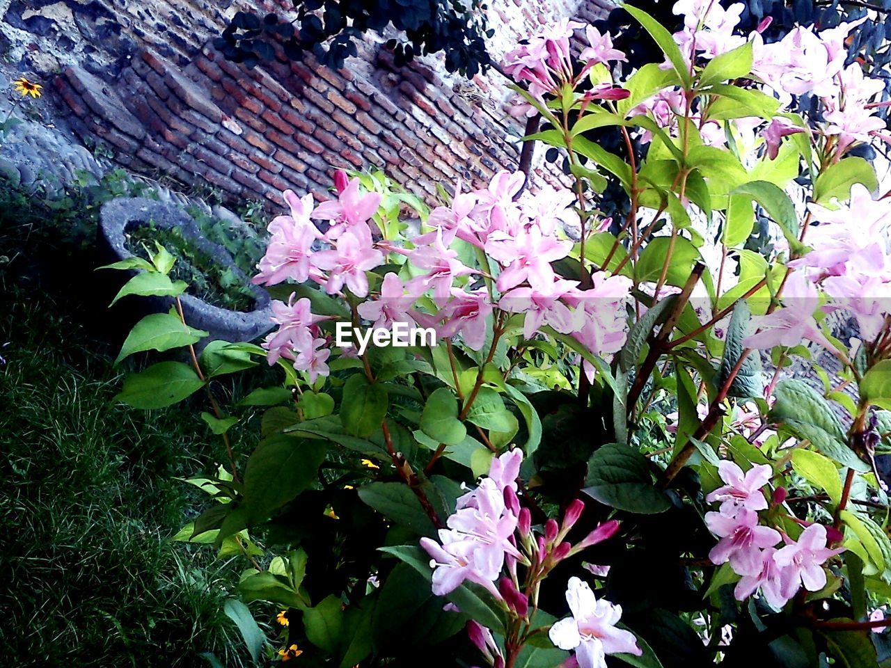 CLOSE-UP OF PINK FLOWERS BLOOMING OUTDOORS