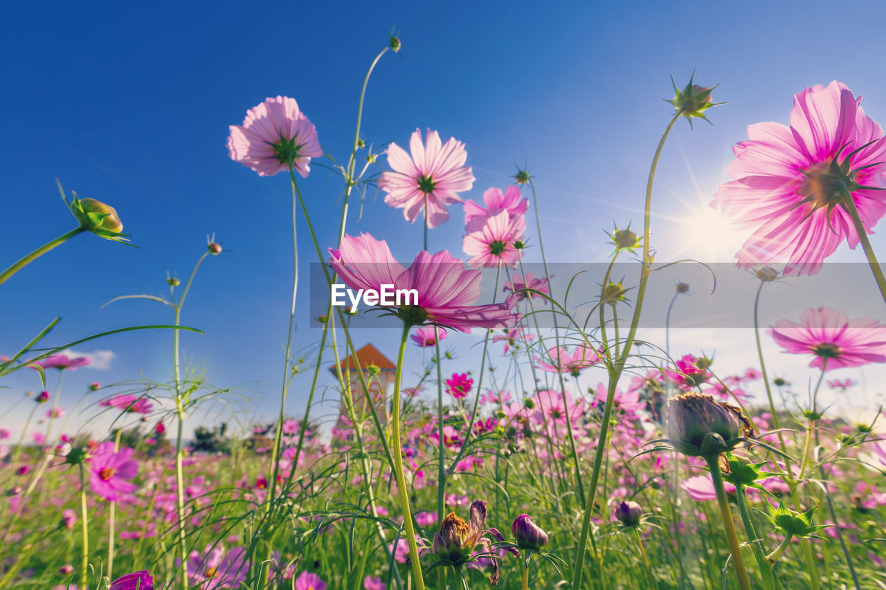 Natural view cosmos filed and sunset on garden background