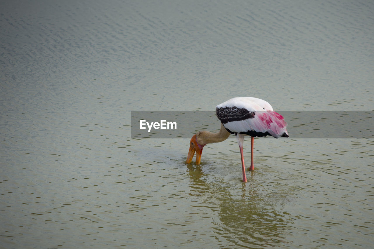 Bird drinking water in lake