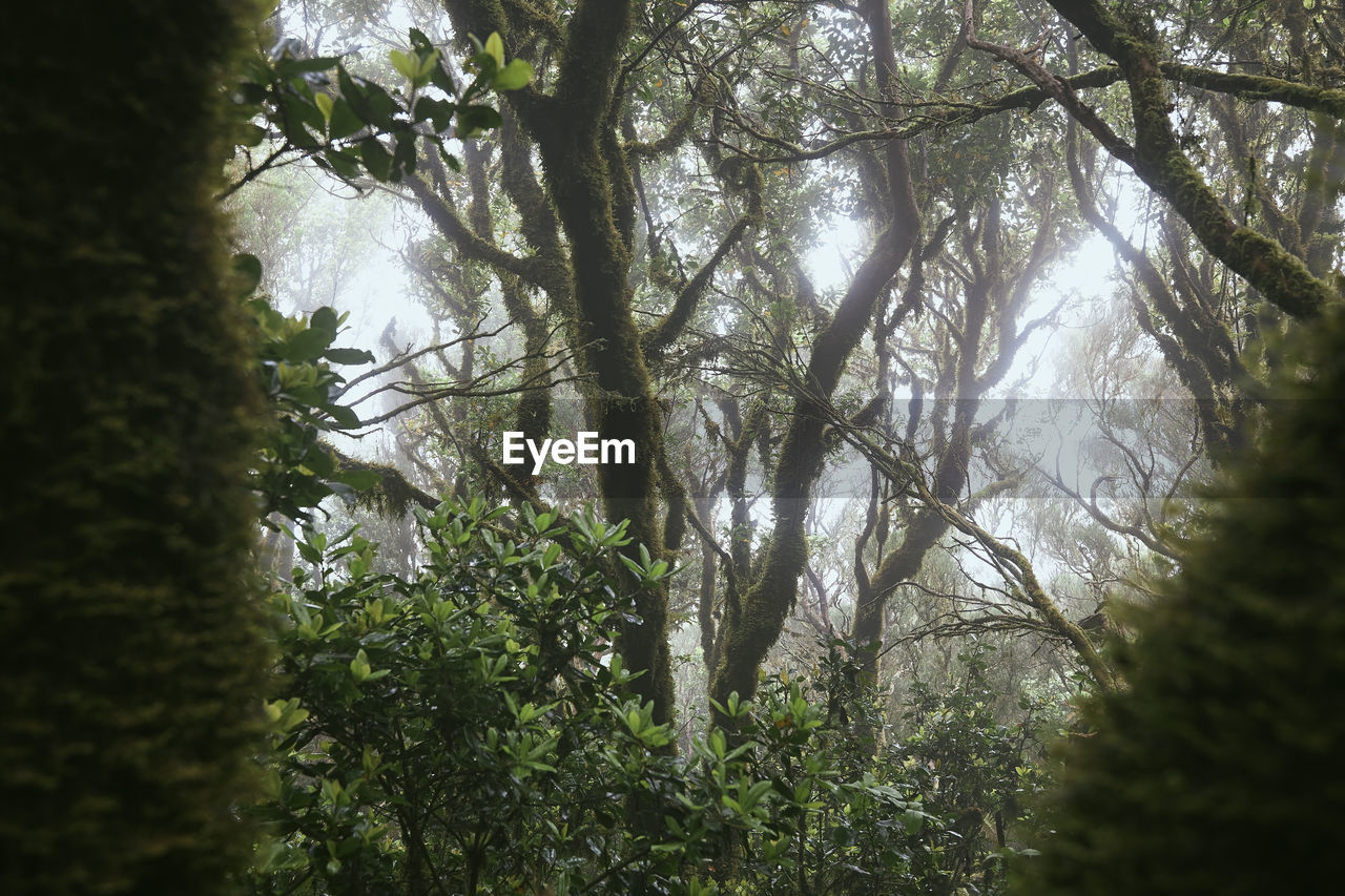 Trees in mysterious foggy forest. anaga national park in tenerife, spain.