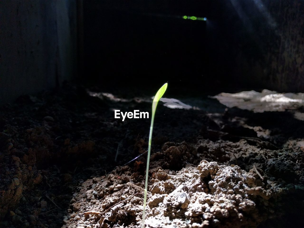 CLOSE-UP OF PLANT AGAINST BLURRED BACKGROUND