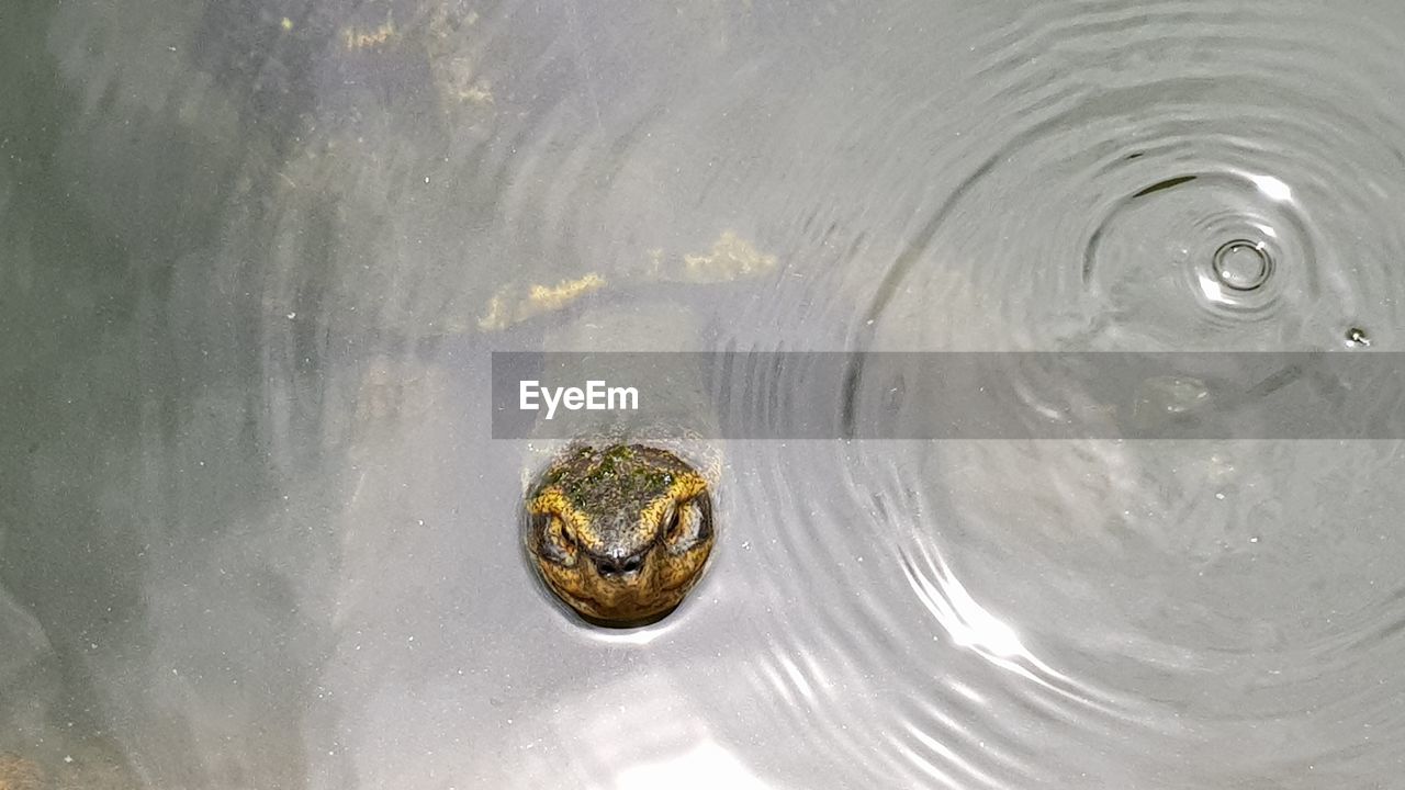 HIGH ANGLE VIEW OF A TURTLE IN WATER