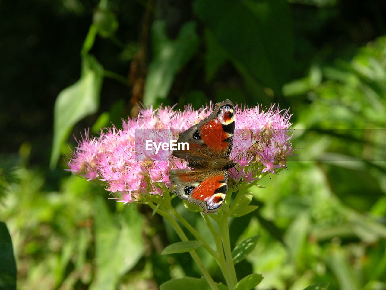 CLOSE-UP OF BUTTERFLY ON PINK FLOWERS