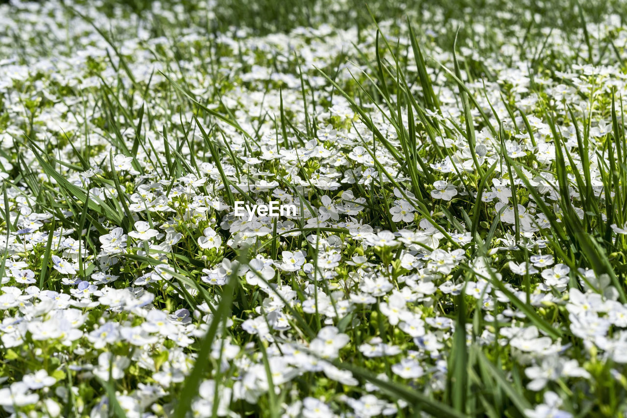 plant, beauty in nature, field, flower, growth, freshness, meadow, flowering plant, grass, nature, land, green, white, no people, fragility, lawn, day, grassland, selective focus, springtime, outdoors, close-up, backgrounds, tranquility, wildflower, full frame, landscape, environment