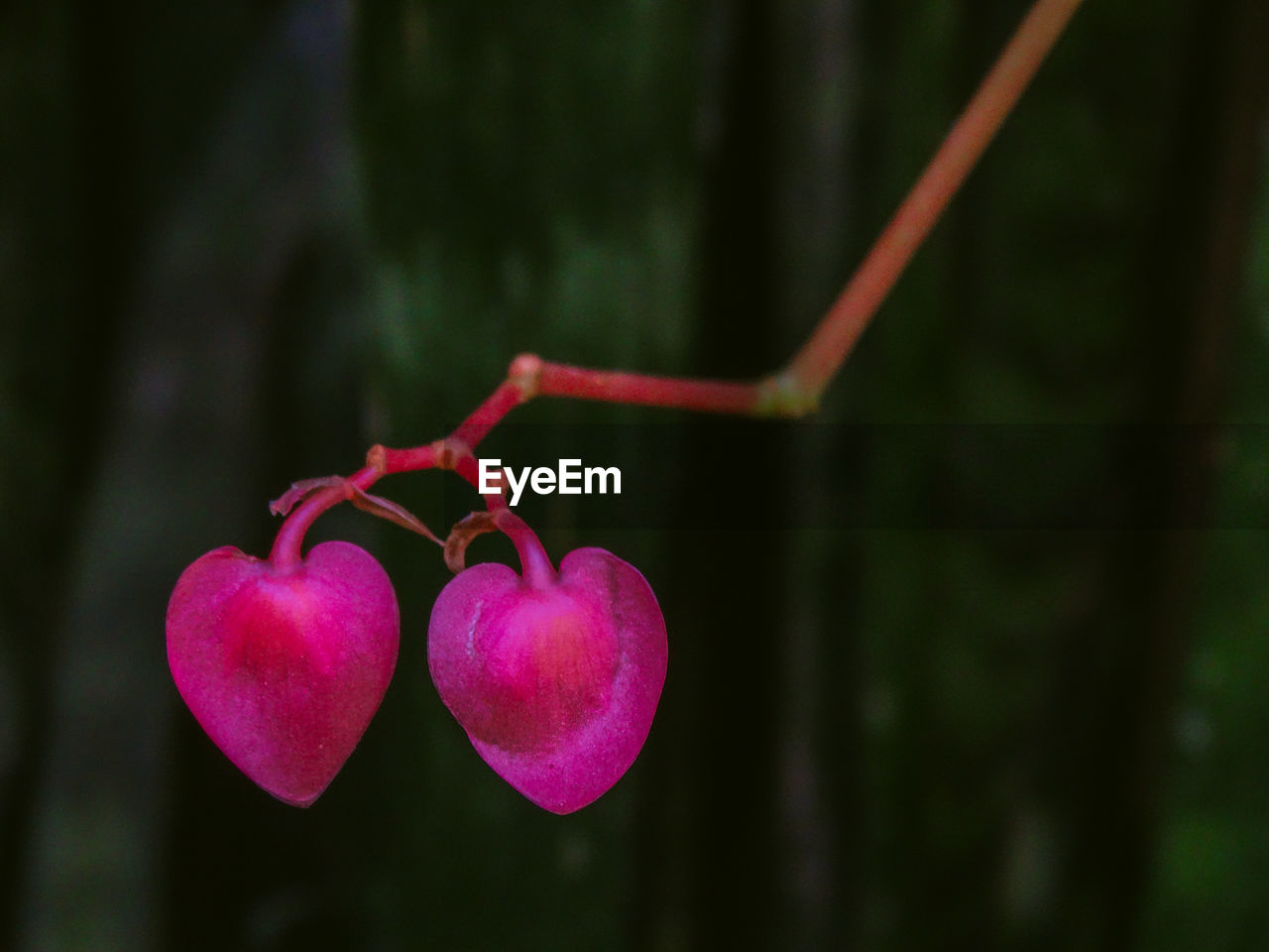 CLOSE-UP OF HEART SHAPED PLANT