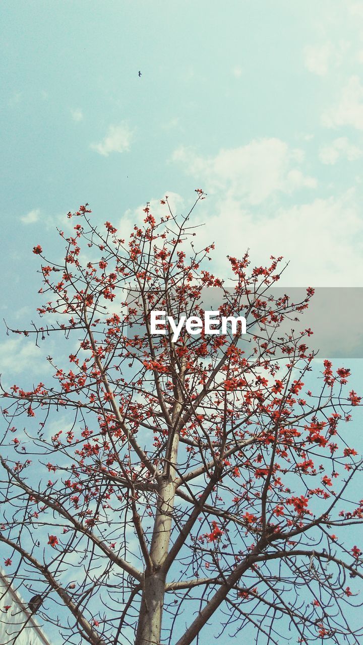 LOW ANGLE VIEW OF TREE AND BIRD FLYING AGAINST SKY