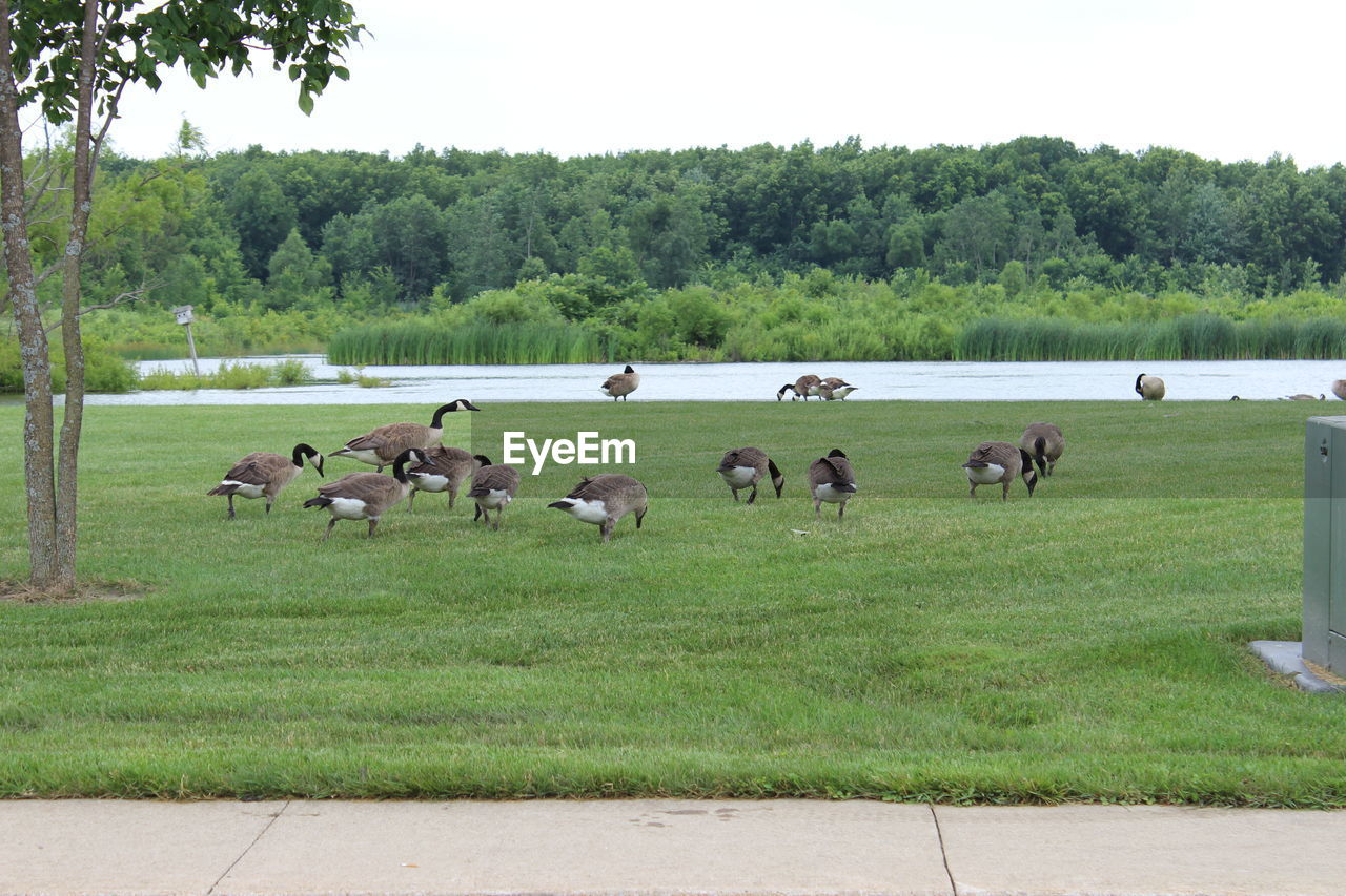 Canada geese at grassy lakeshore
