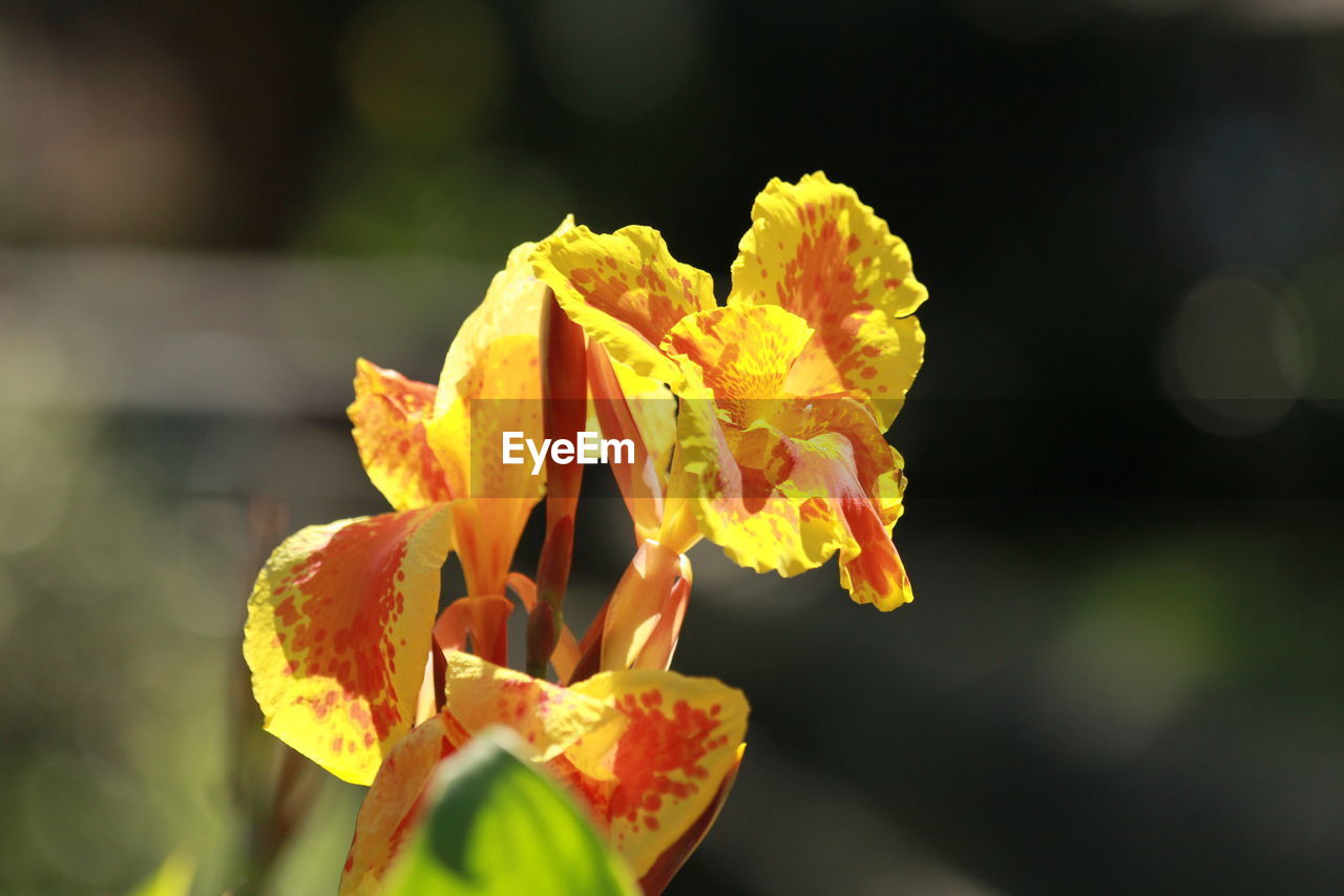 Close-up of yellow flowering plant