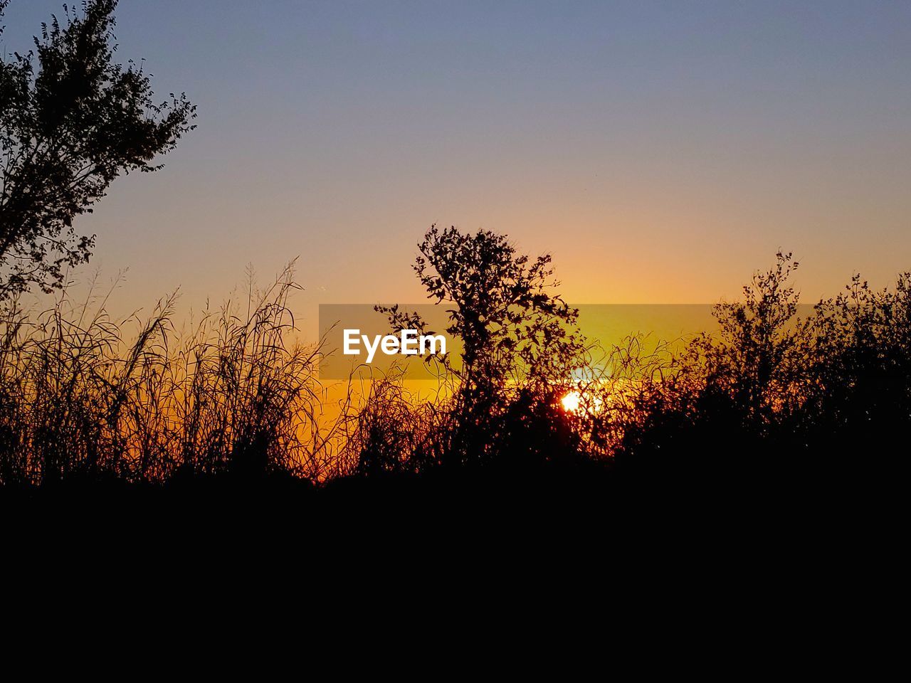 SILHOUETTE PLANTS AGAINST SKY DURING SUNSET