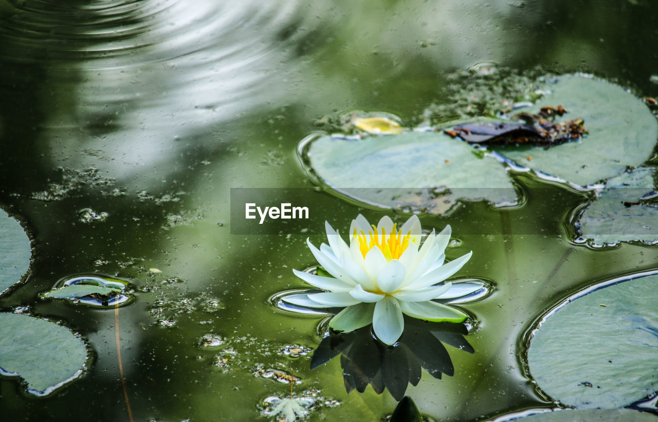 Close-up of lotus water lily in lake