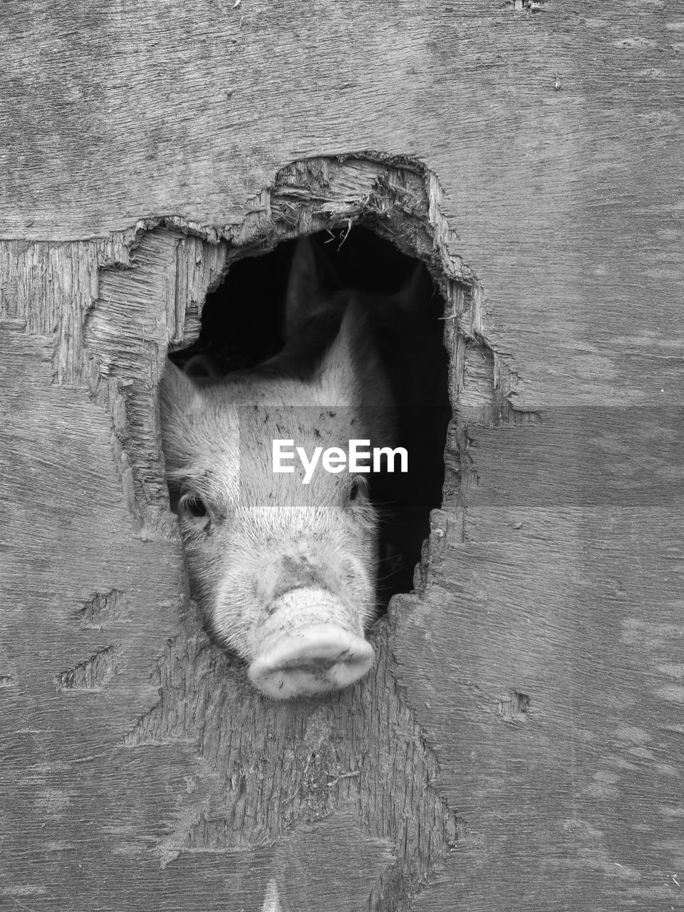 Pig seen through hole of wooden wall