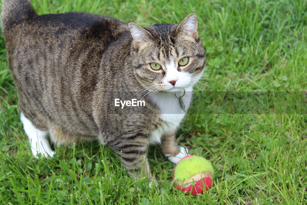 Portrait of cat by ball on field