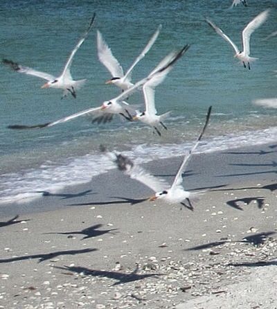 SEAGULLS FLYING OVER WATER